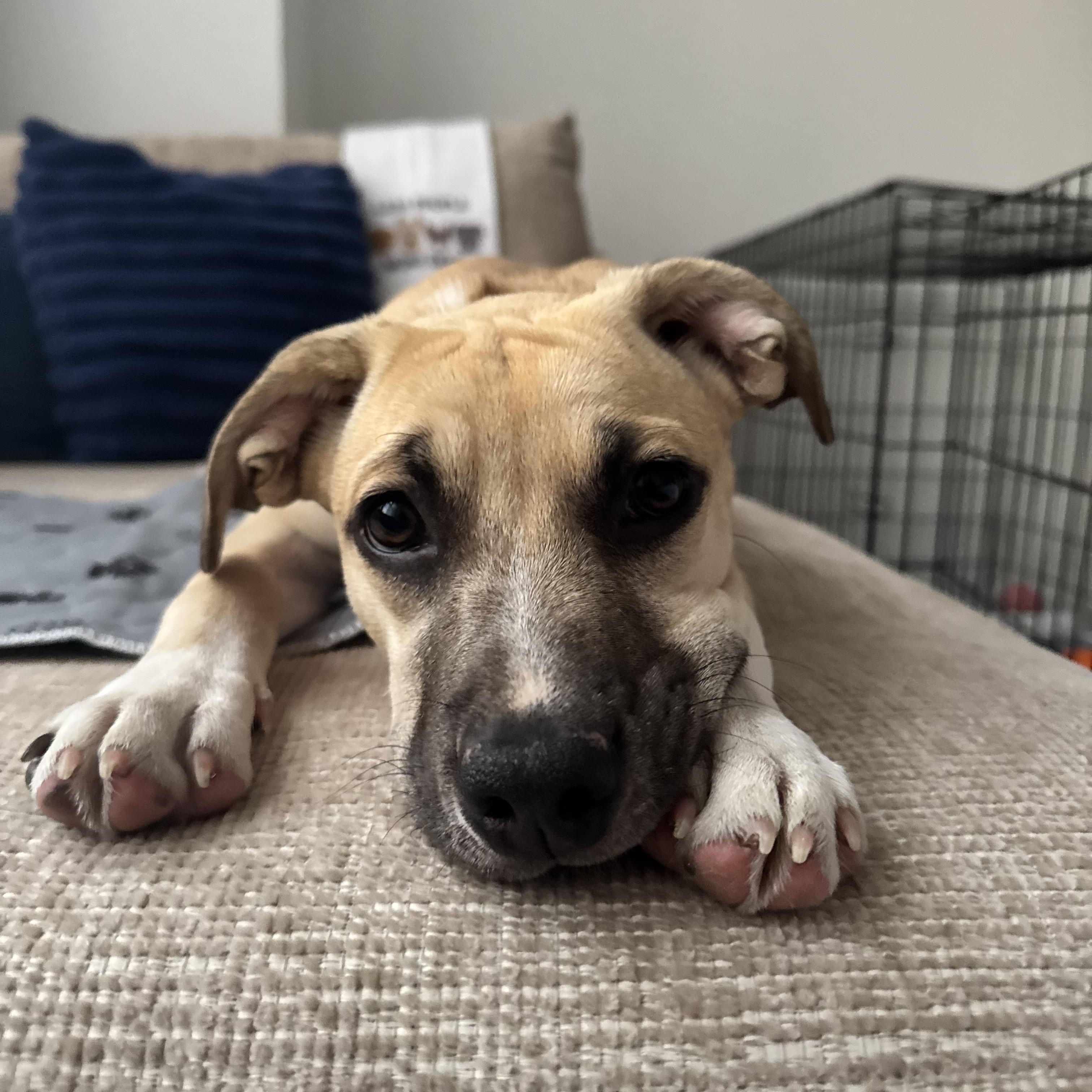 Indigo, a ADOPTABLE mixed breed in Jersey City , NJ image 1/6