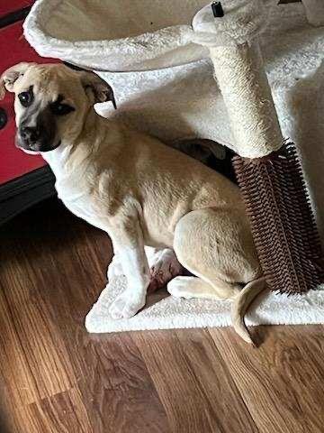 Enlarge Indigo, a ADOPTABLE mixed breed in Yonkers, NY image 3/5