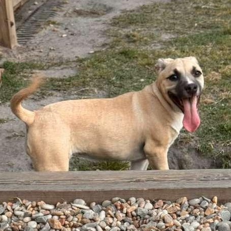 Indigo, ADOPTABLE, Puppy Female Staffordshire Bull Terrier.