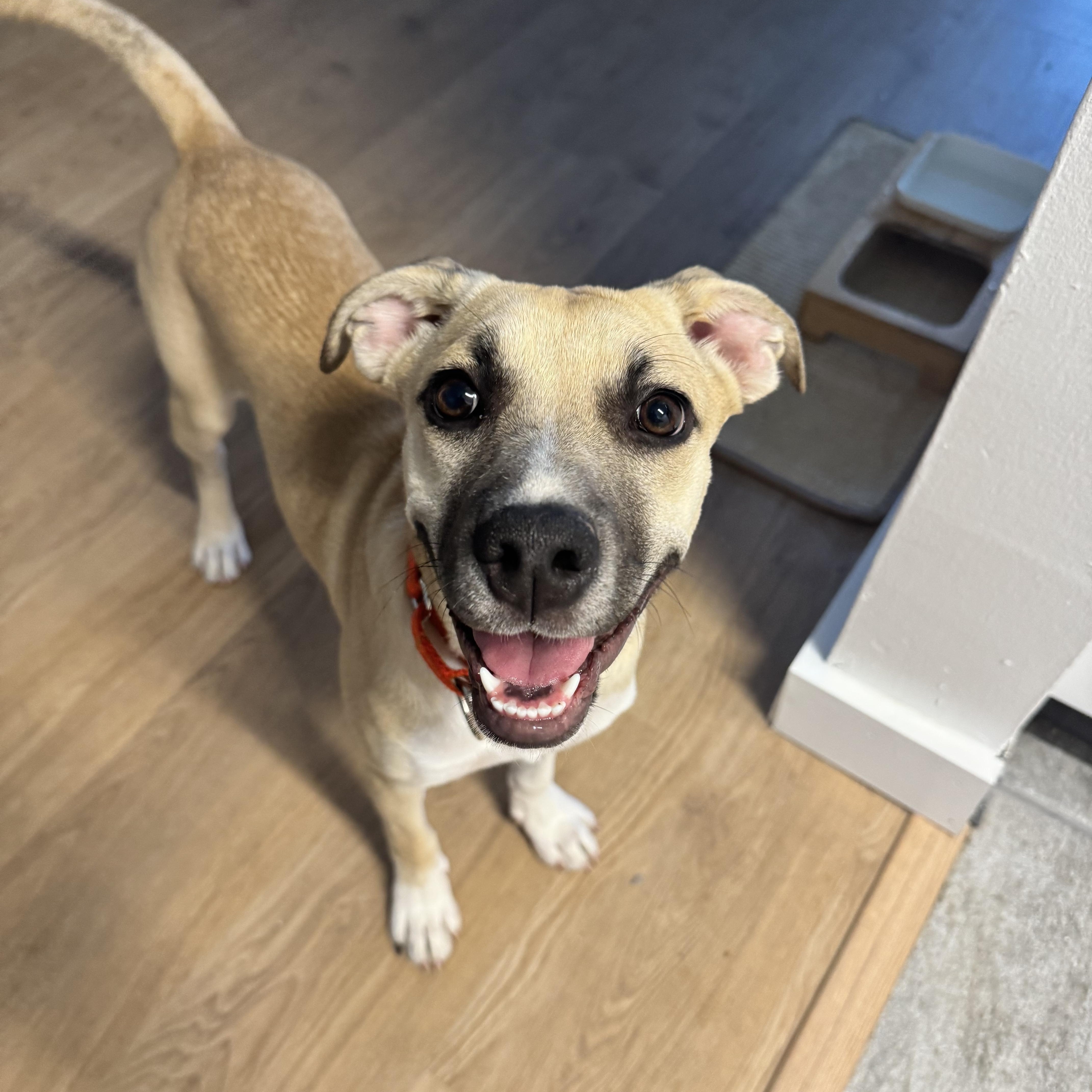 Indigo, a ADOPTABLE mixed breed in Jersey City , NJ image 6/6