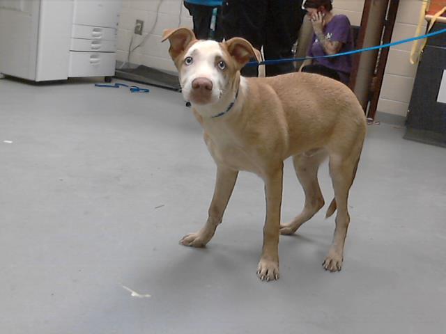 PEEWEE, Adoptable, Young Male Siberian Husky & Pit Bull Terrier.