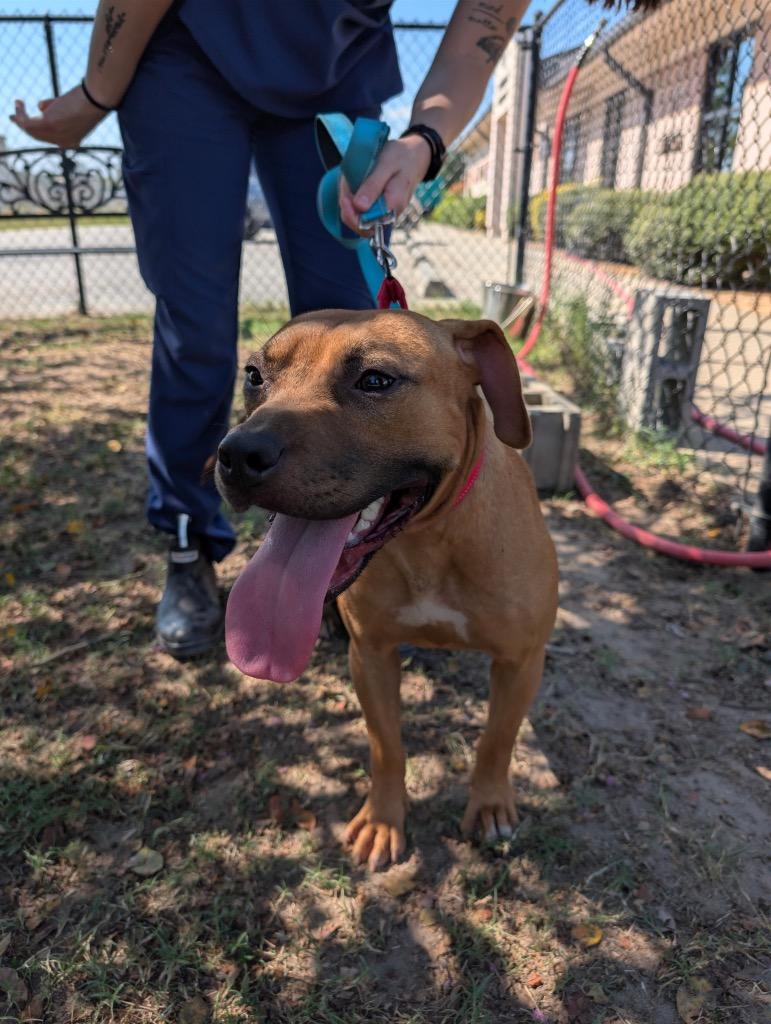 Sunflower, Adoptable, Young Female Mixed Breed.