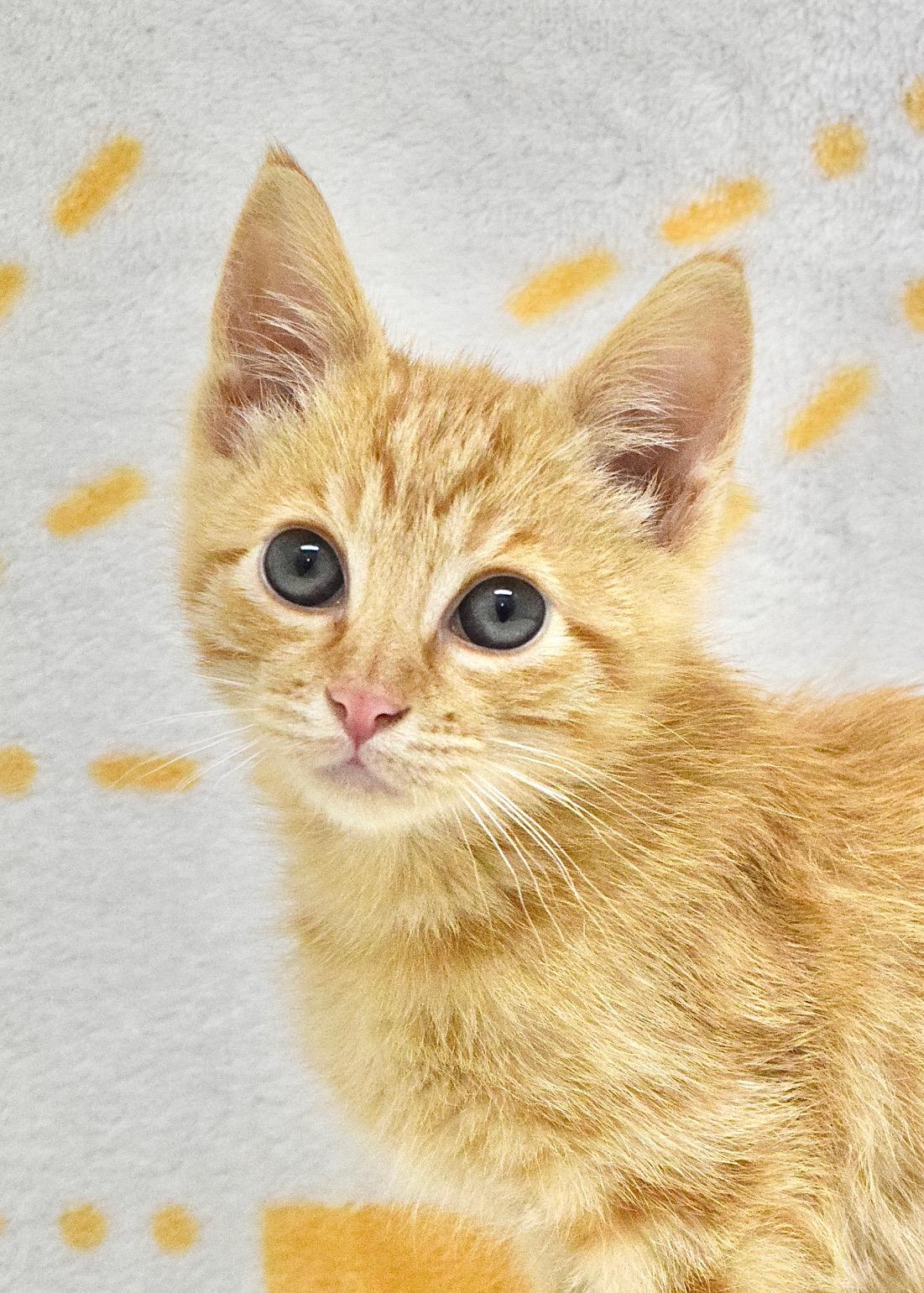 Dusty, ADOPTABLE, Kitten Male Domestic Short Hair.