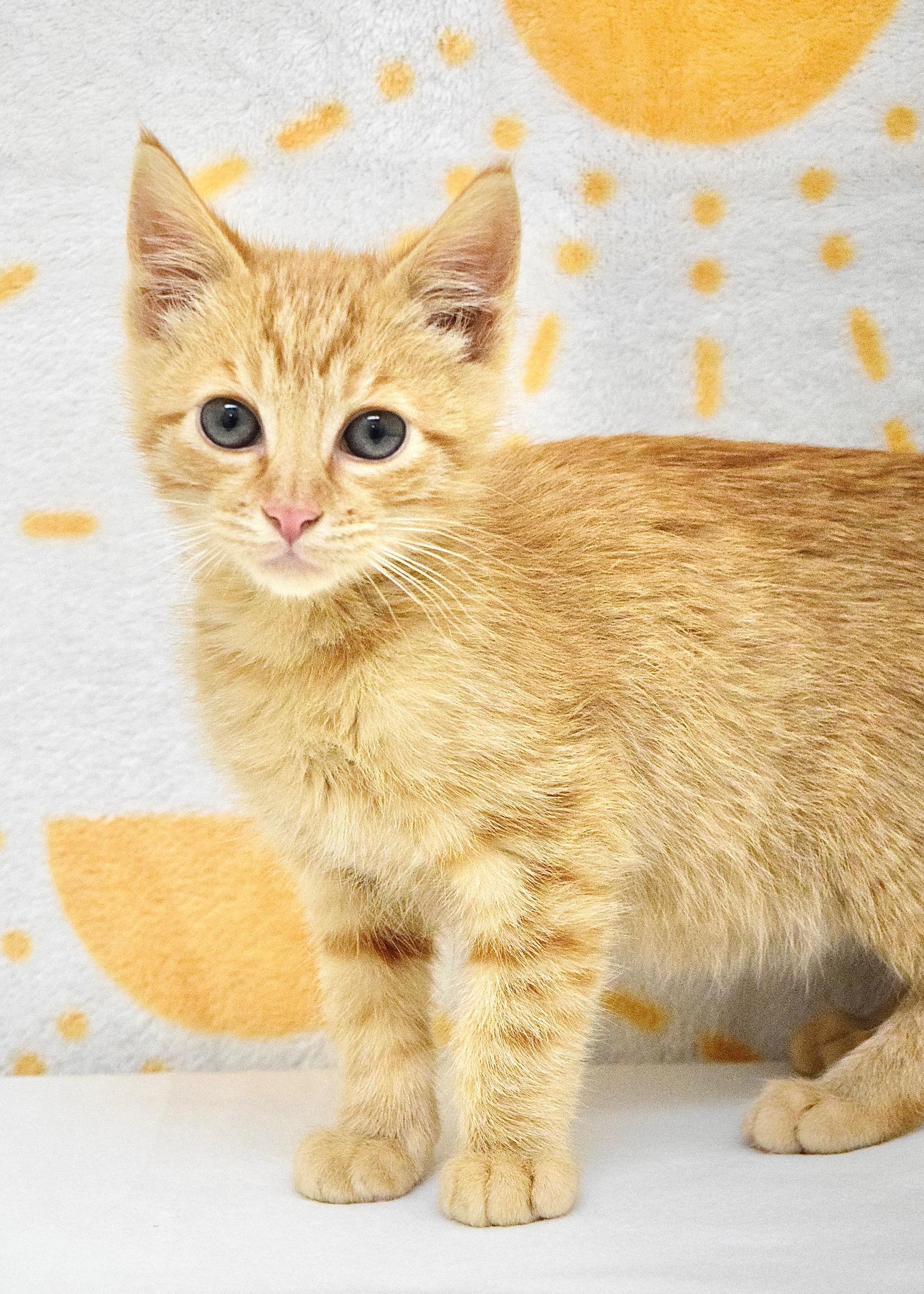 Dusty, a ADOPTABLE Domestic Short Hair in Dublin, CA image 3/3
