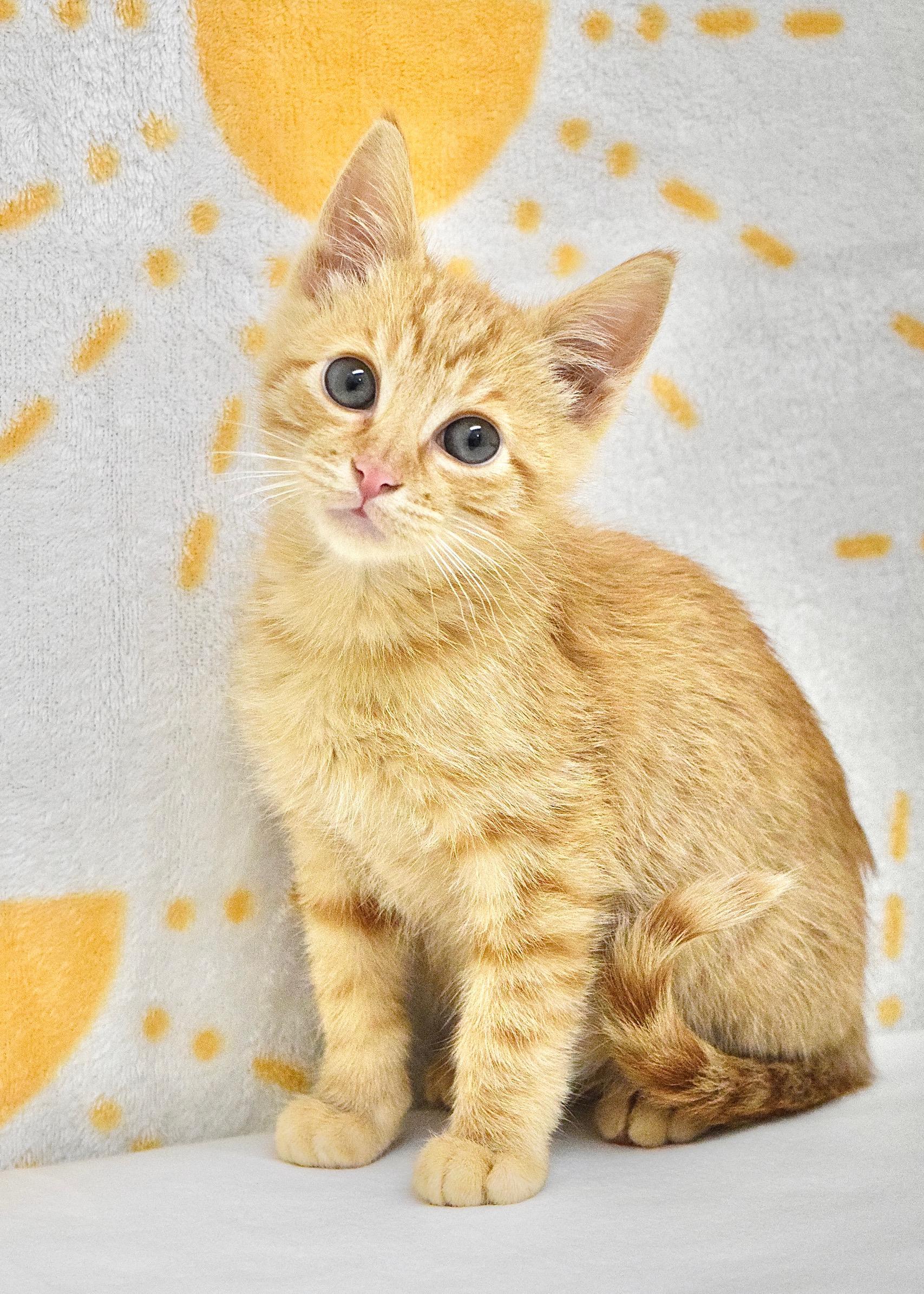 Dusty, a ADOPTABLE Domestic Short Hair in Dublin, CA image 2/3
