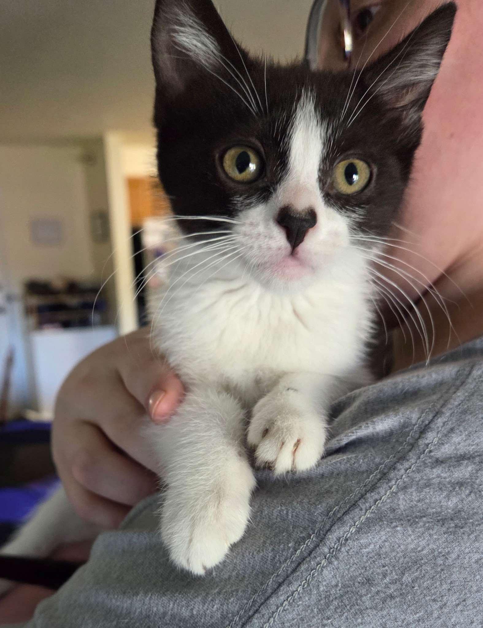 Dahlia, an adoptable Domestic Short Hair in Sioux Falls, SD, 57101 | Photo Image 1
