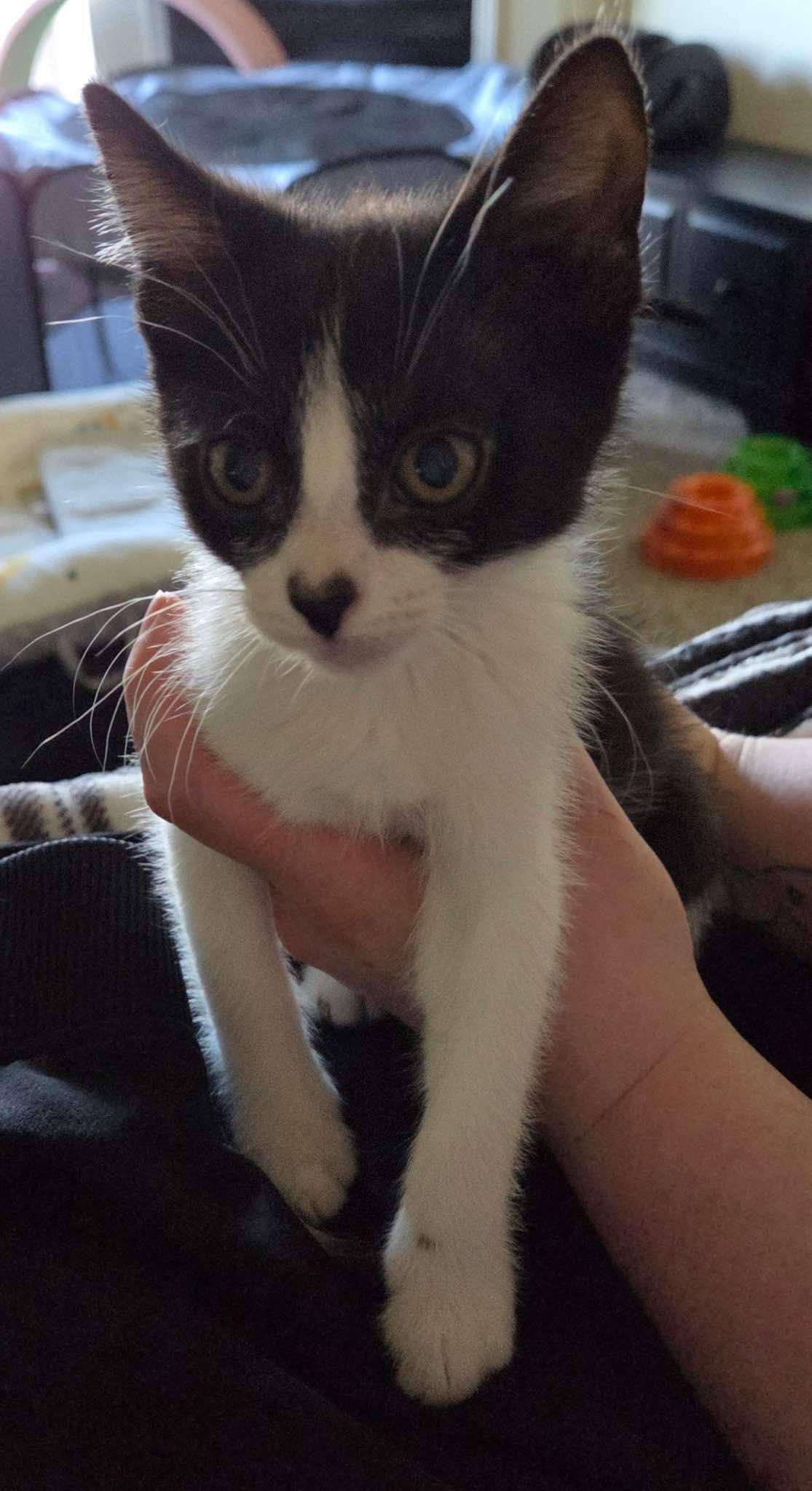 Dahlia, an adoptable Domestic Short Hair in Sioux Falls, SD, 57101 | Photo Image 2