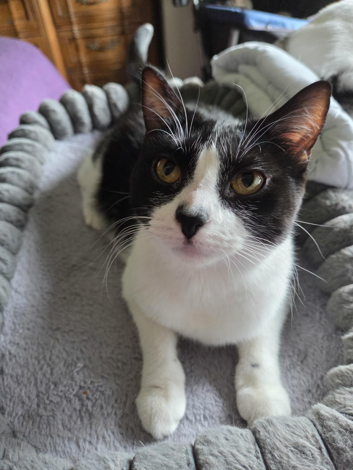 Dahlia, adoptable, Young Female Domestic Short Hair.