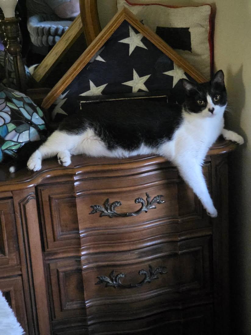 Enlarge Dahlia, an adoptable Domestic Short Hair in Sioux Falls, SD image 2/3