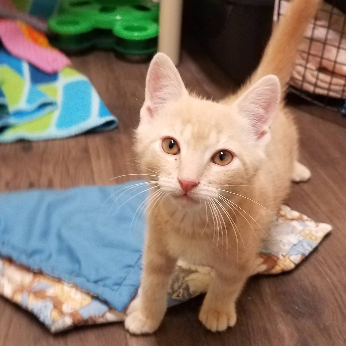 Enlarge Keebler, an adopted Domestic Short Hair in Little Falls, NY image 1/1