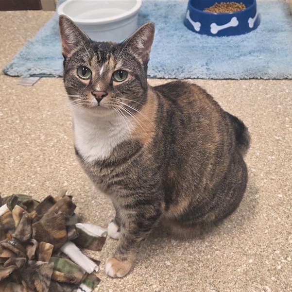 Bella, Adoptable, Senior Female Domestic Short Hair.