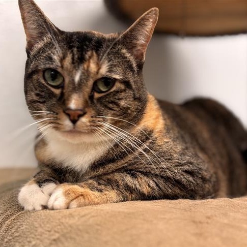 Enlarge Bella, a Adoptable Domestic Short Hair in Prince Frederick, MD image 2/6