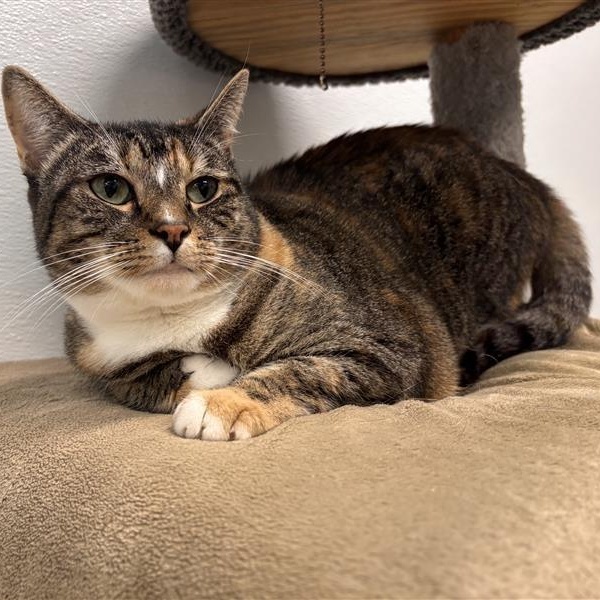 Enlarge Bella, a Adoptable Domestic Short Hair in Prince Frederick, MD image 3/6