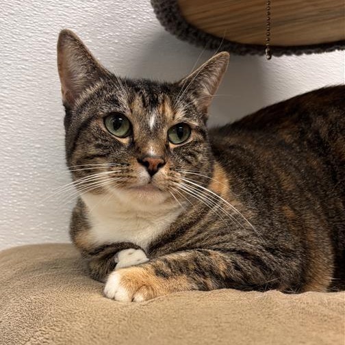 Enlarge Bella, a Adoptable Domestic Short Hair in Prince Frederick, MD image 4/6