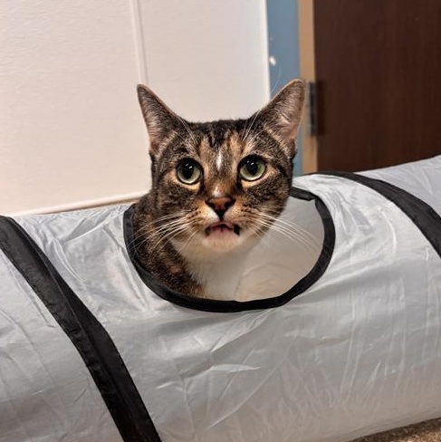 Enlarge Bella, a Adoptable Domestic Short Hair in Prince Frederick, MD image 5/6