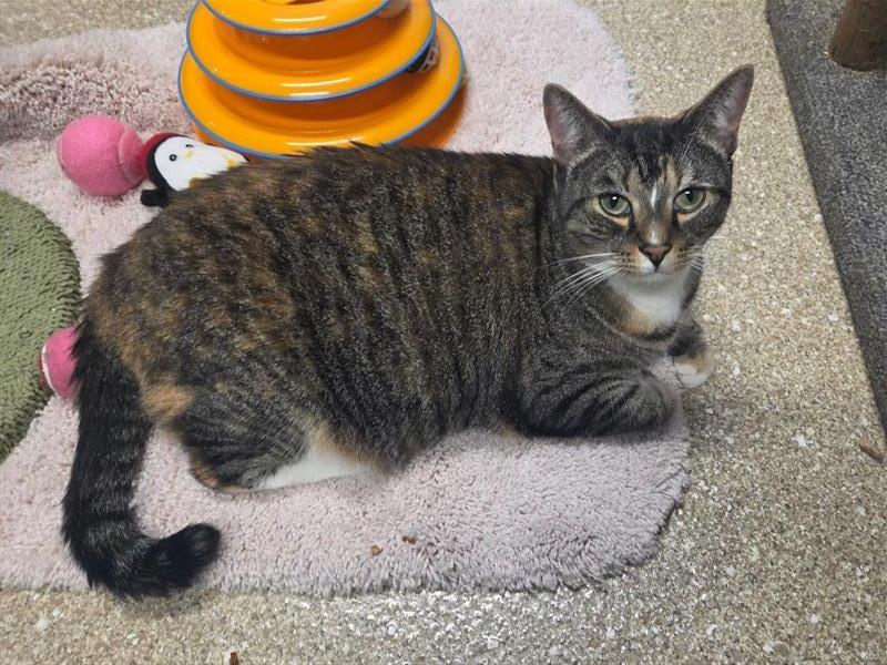 Enlarge Bella, a Adoptable Domestic Short Hair in Prince Frederick, MD image 6/6