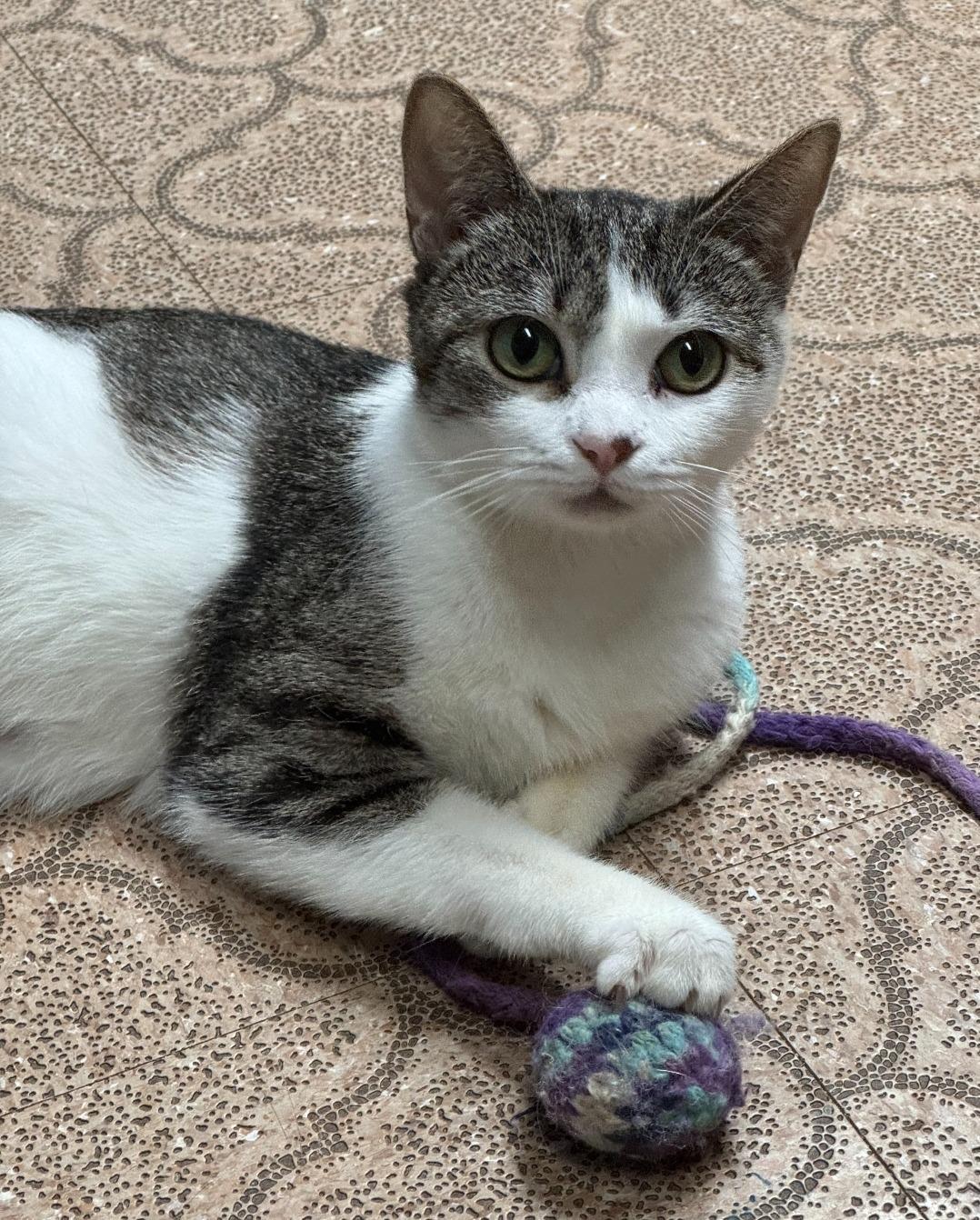 Elphaba - In Foster