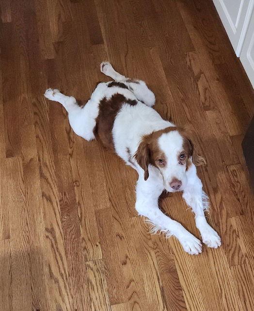 Enlarge KY/Chance, a Adoptable Brittany Spaniel in Walton, KY image 1/3