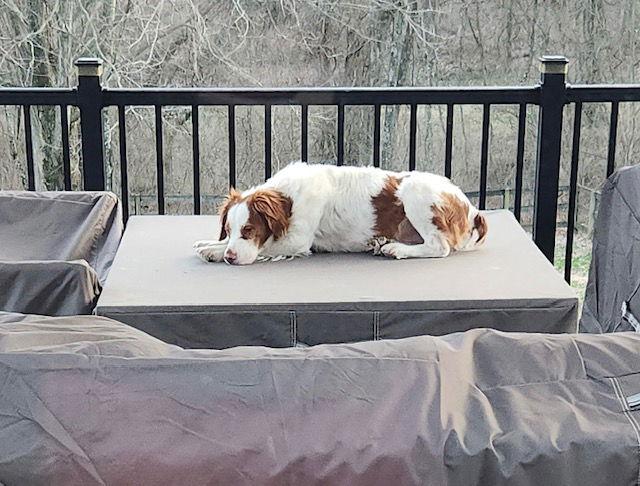 Enlarge KY/Chance, a Adoptable Brittany Spaniel in Walton, KY image 2/3