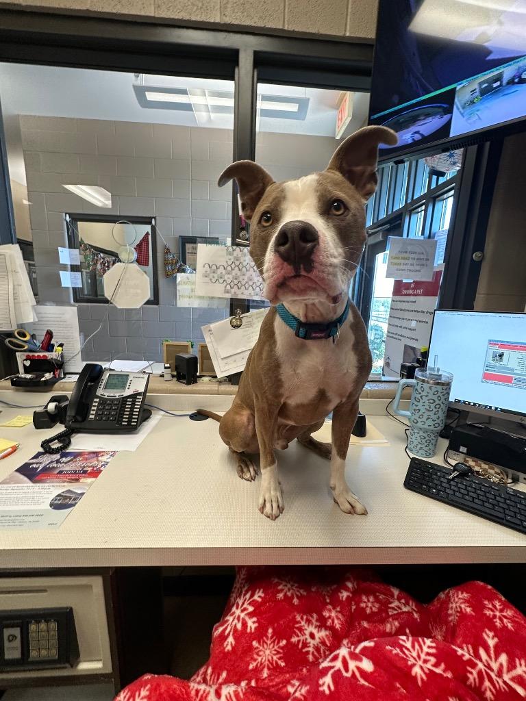 Enlarge Turner, a Adoptable Pit Bull Terrier in Gallatin, TN image 1/1