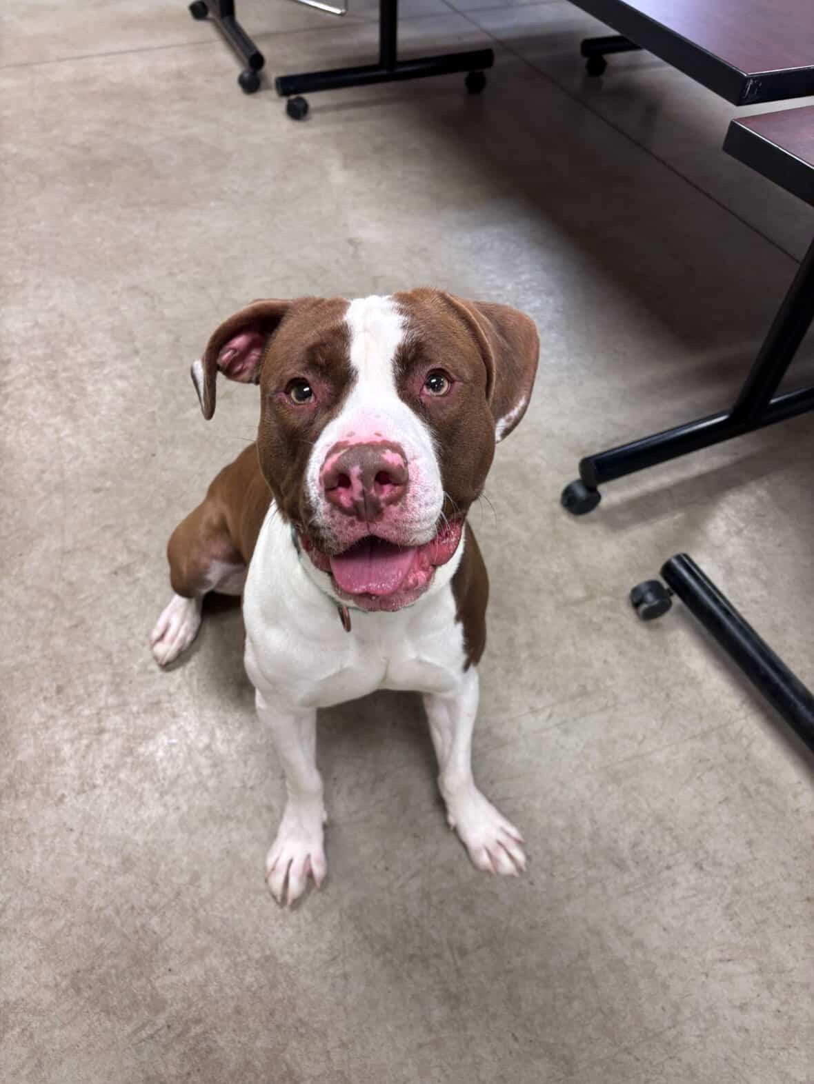 Russet, Adoptable, Adult Male Pit Bull Terrier.