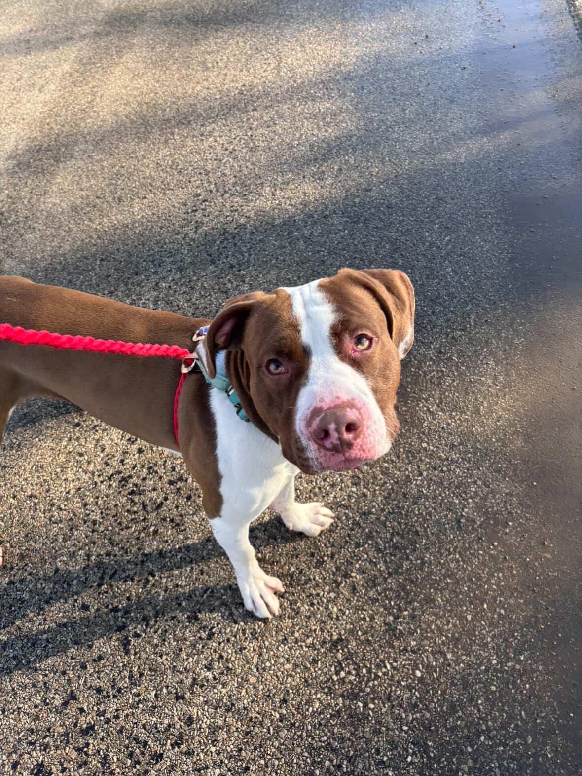 Russet, a Adoptable mixed breed in Mason City, IA image 2/2