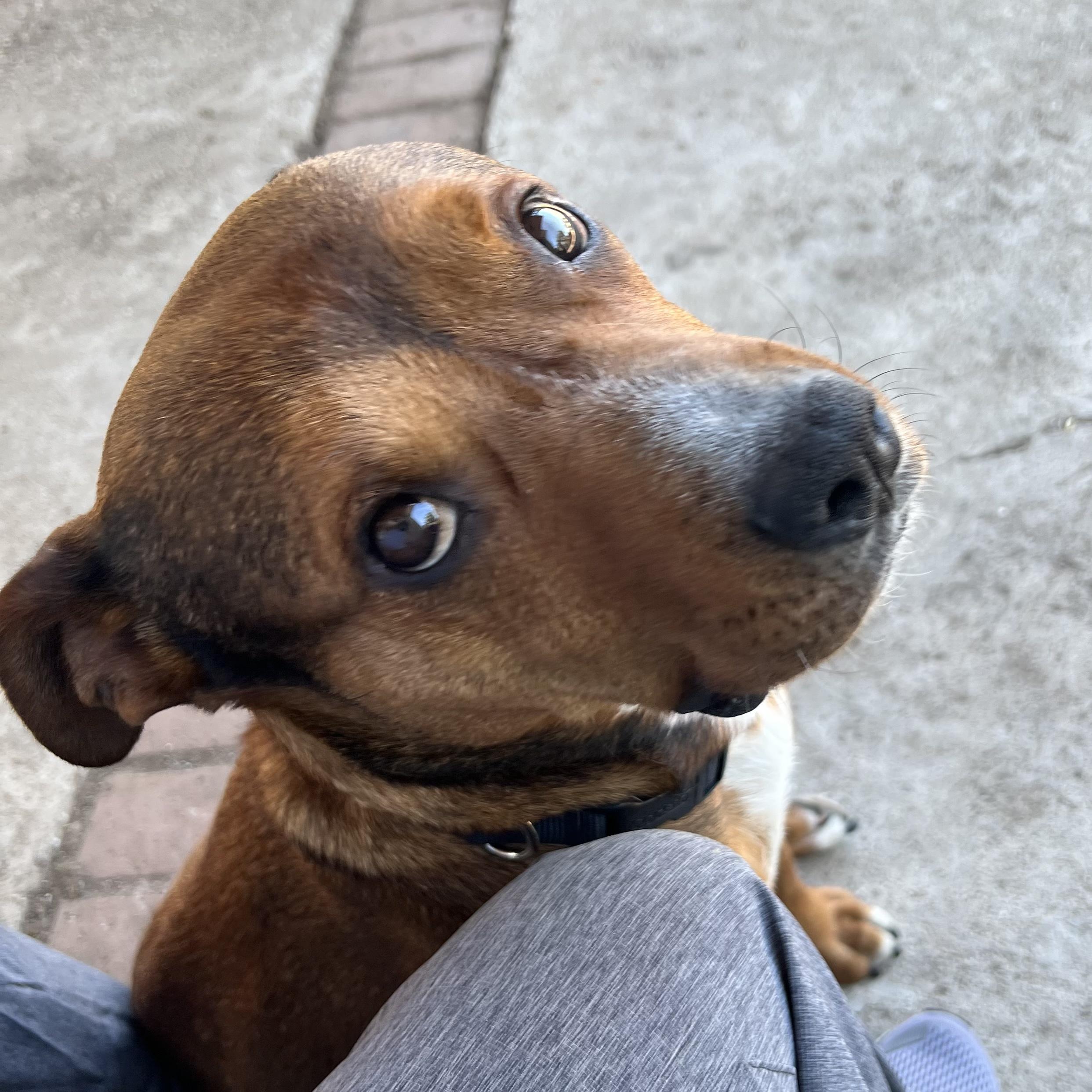 Bijou