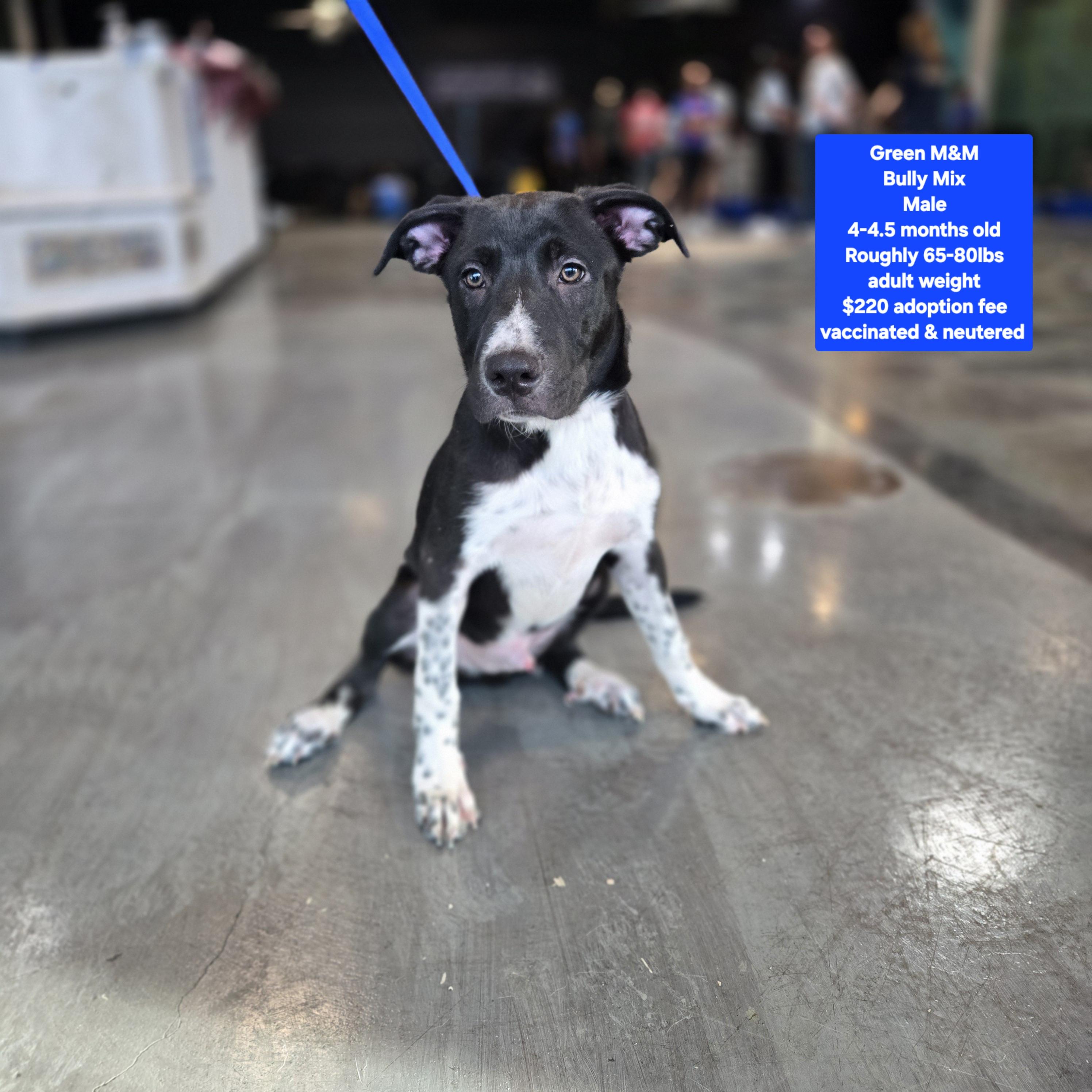 Enlarge Green M & M, a Adoptable mixed breed in Oviedo, FL image 1/1
