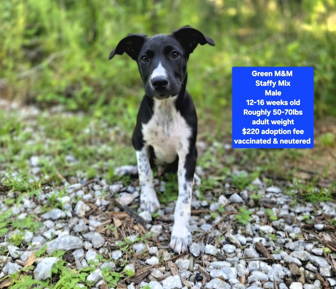 Green M & M, ADOPTABLE, Puppy Male Staffordshire Bull Terrier.