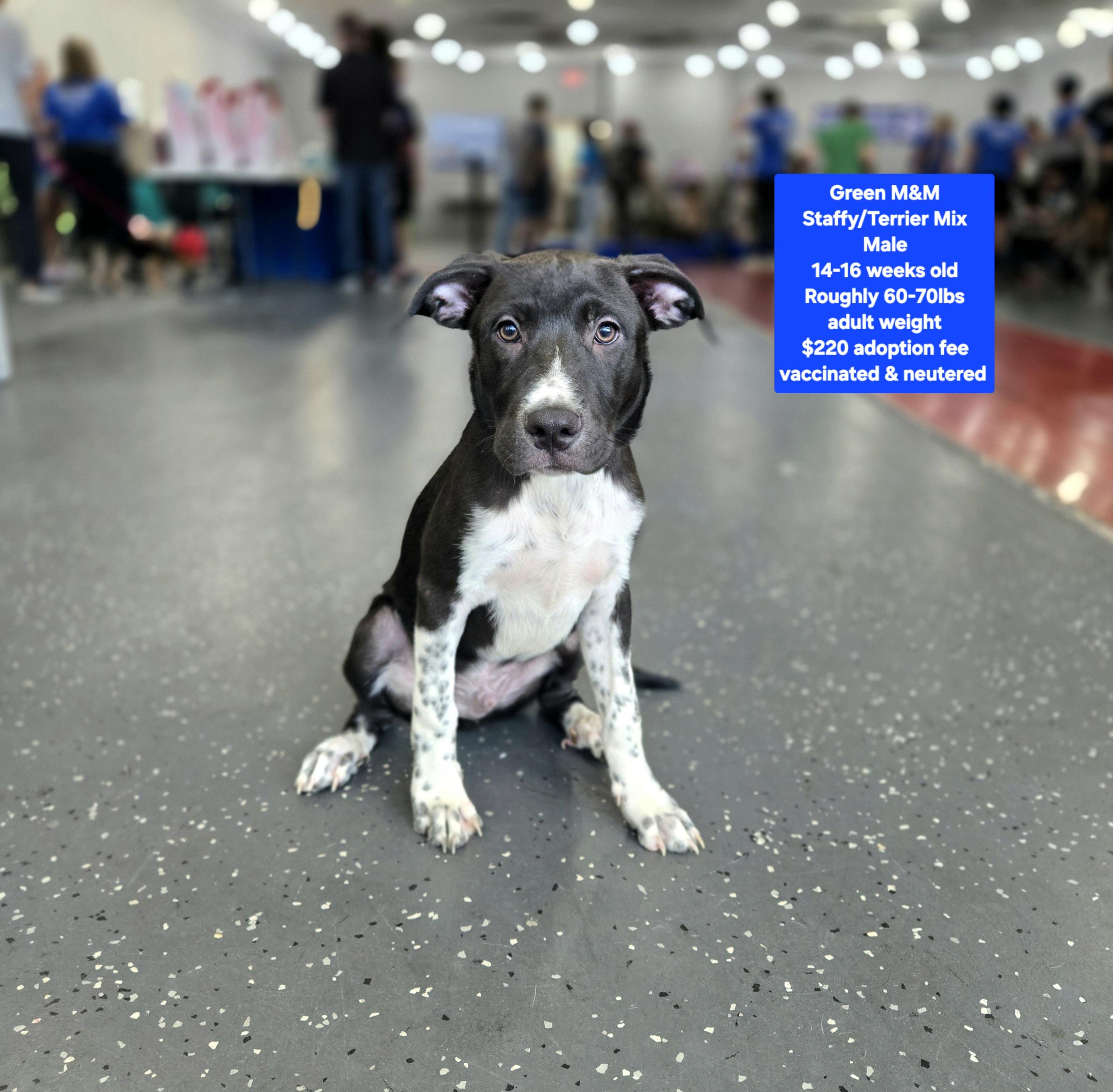 Green M & M, Adoptable, Puppy Male Staffordshire Bull Terrier & Terrier.