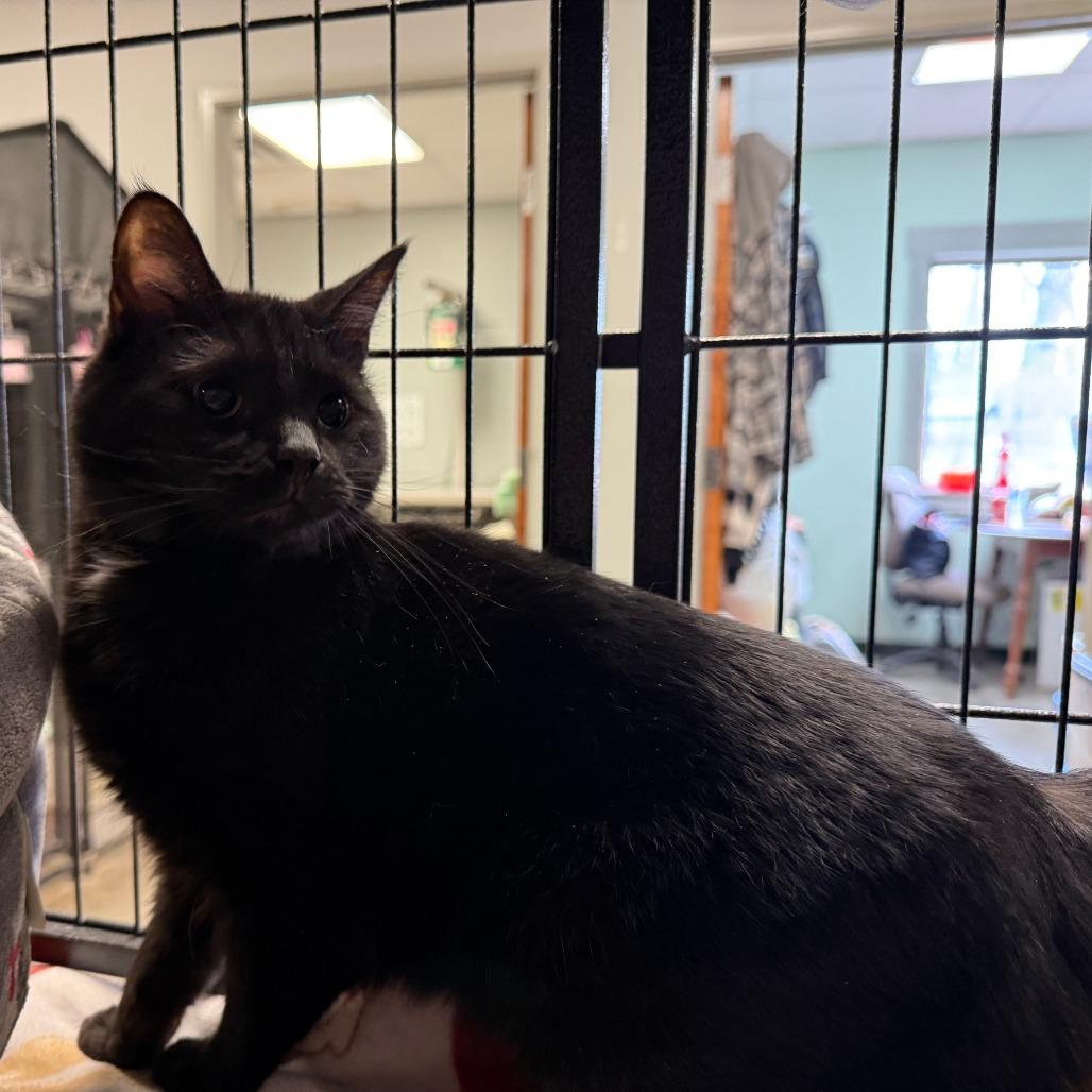 Enlarge LB, a Adoptable Domestic Short Hair in Richmond, IN image 2/5