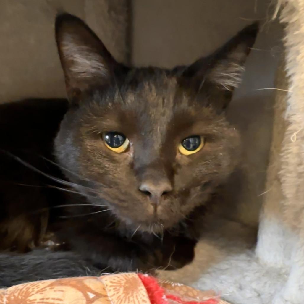 Enlarge LB, a Adoptable Domestic Short Hair in Richmond, IN image 3/5
