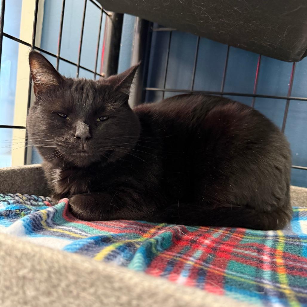 Enlarge LB, a Adoptable Domestic Short Hair in Richmond, IN image 4/5
