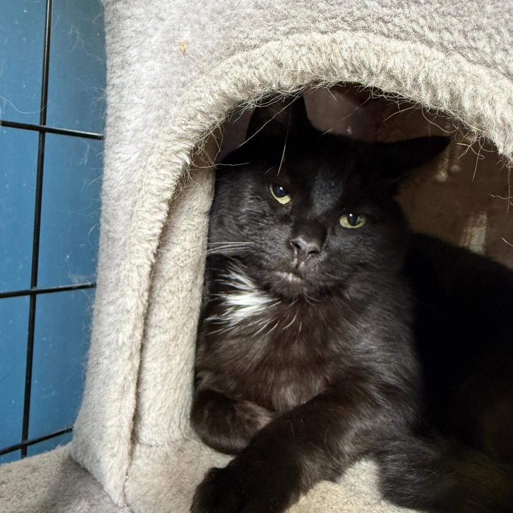Enlarge LB, a Adoptable Domestic Short Hair in Richmond, IN image 5/5