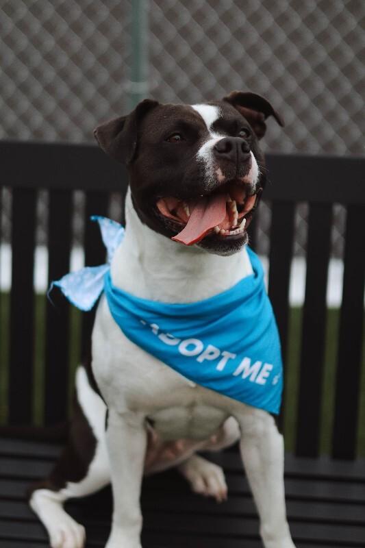 Enlarge Delilah, a Adoptable mixed breed in bellefontaine, OH image 1/6