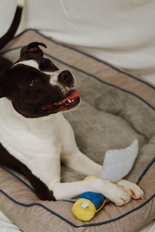 Enlarge Delilah, a Adoptable mixed breed in bellefontaine, OH image 2/6