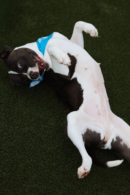 Enlarge Delilah, a Adoptable mixed breed in bellefontaine, OH image 3/6