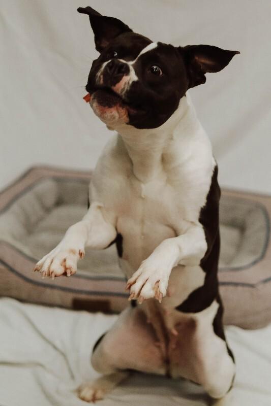 Enlarge Delilah, a Adoptable mixed breed in bellefontaine, OH image 4/6