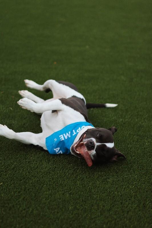 Enlarge Delilah, a Adoptable mixed breed in bellefontaine, OH image 5/6