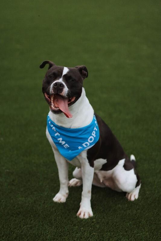 Enlarge Delilah, a Adoptable mixed breed in bellefontaine, OH image 6/6