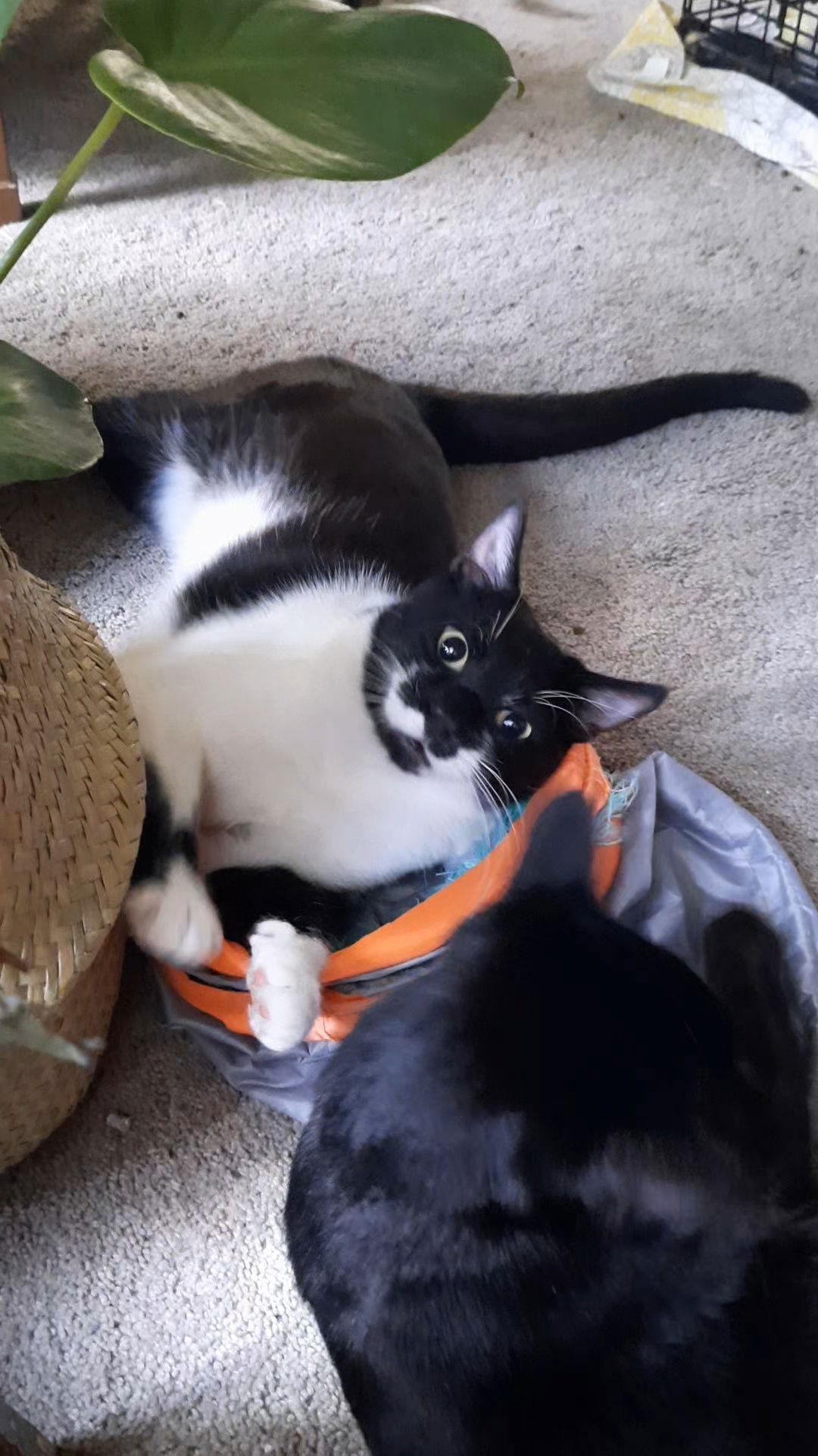 Enlarge Whiskers, a Adopted mixed breed in Walnut Creek, CA image 1/2