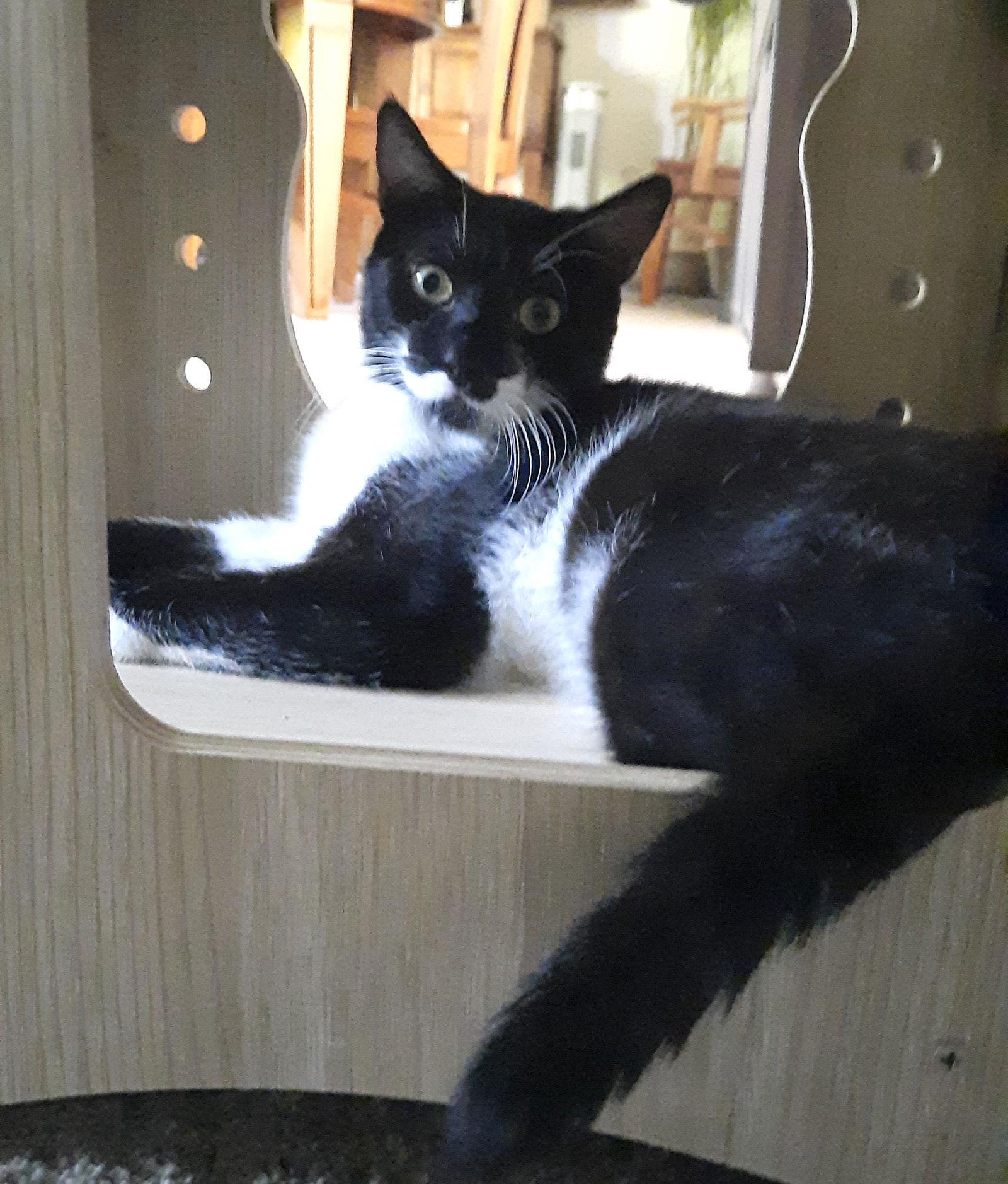 Enlarge Whiskers, a Adopted mixed breed in Walnut Creek, CA image 2/2