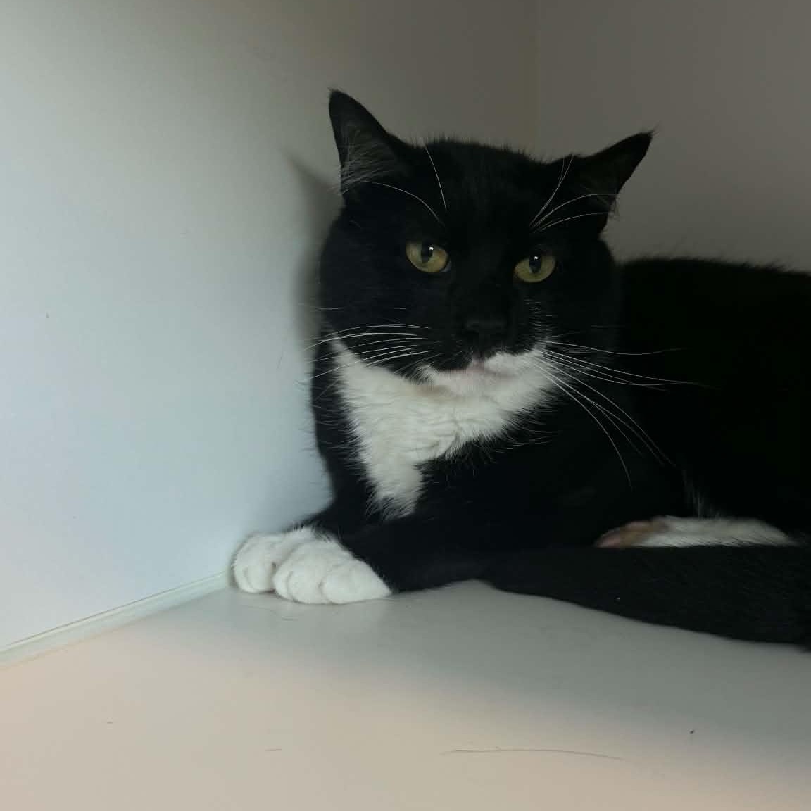 Charmer, ADOPTABLE, Young Male American Shorthair.