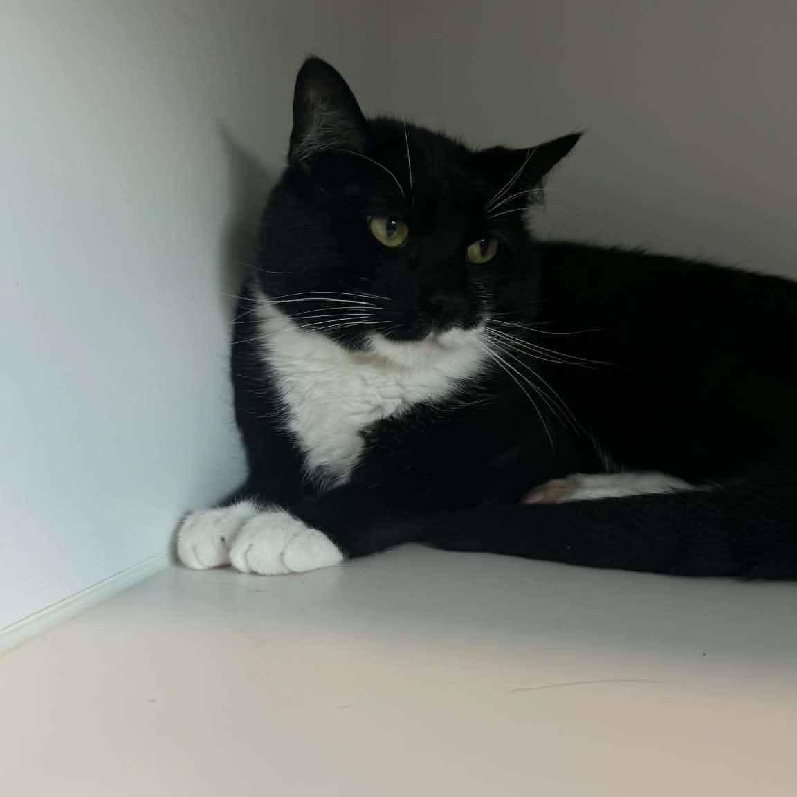 Charmer, a ADOPTABLE American Shorthair in Danbury, CT image 2/2
