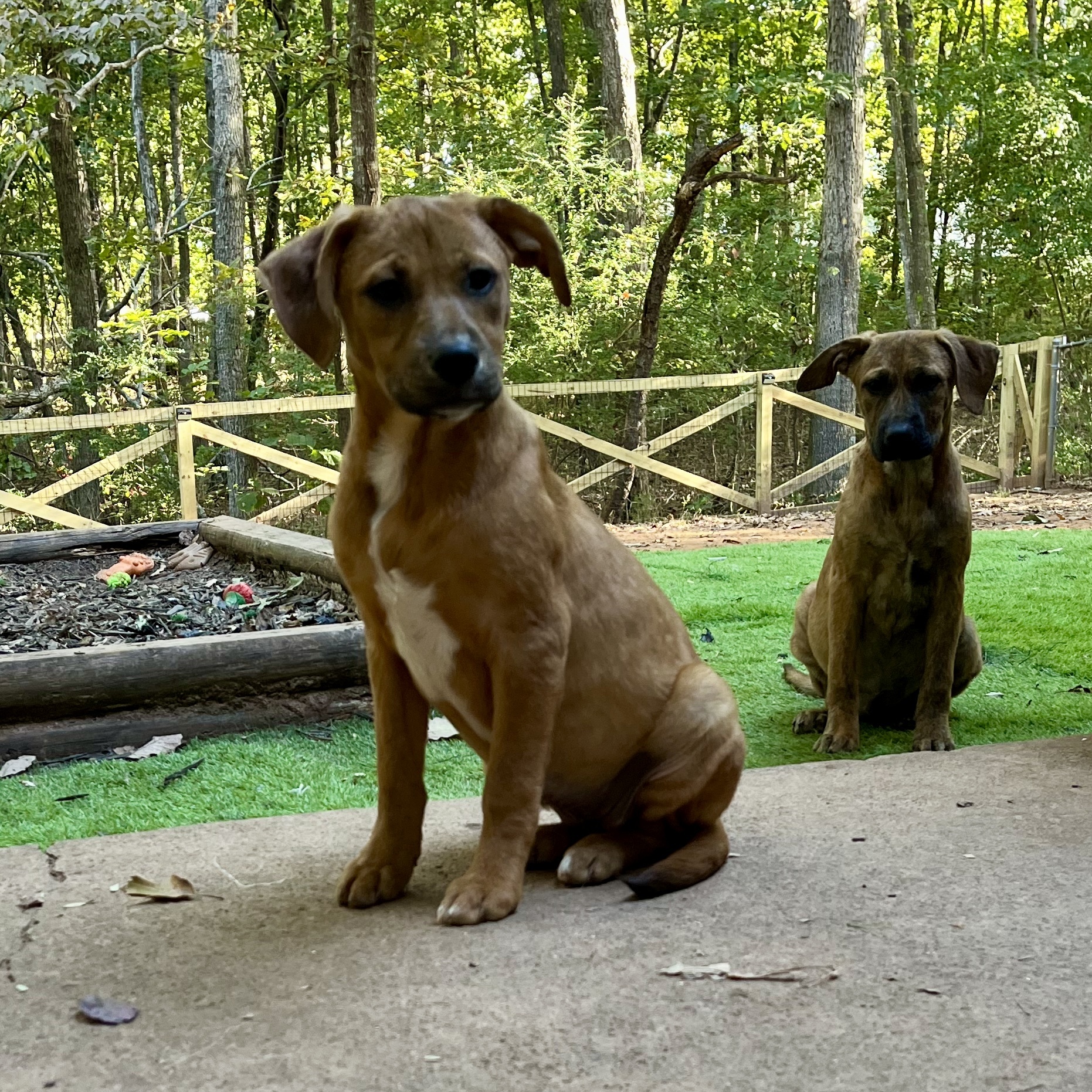 Dog for adoption Honey, a Plott Hound Mix in Marietta, GA Petfinder