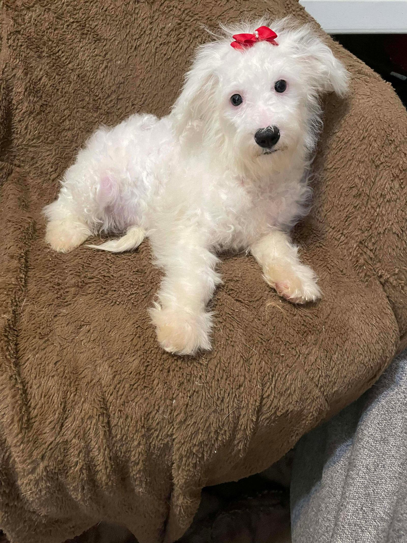 Enlarge Frosty, a Adopted mixed breed in Valrico, FL image 2/3