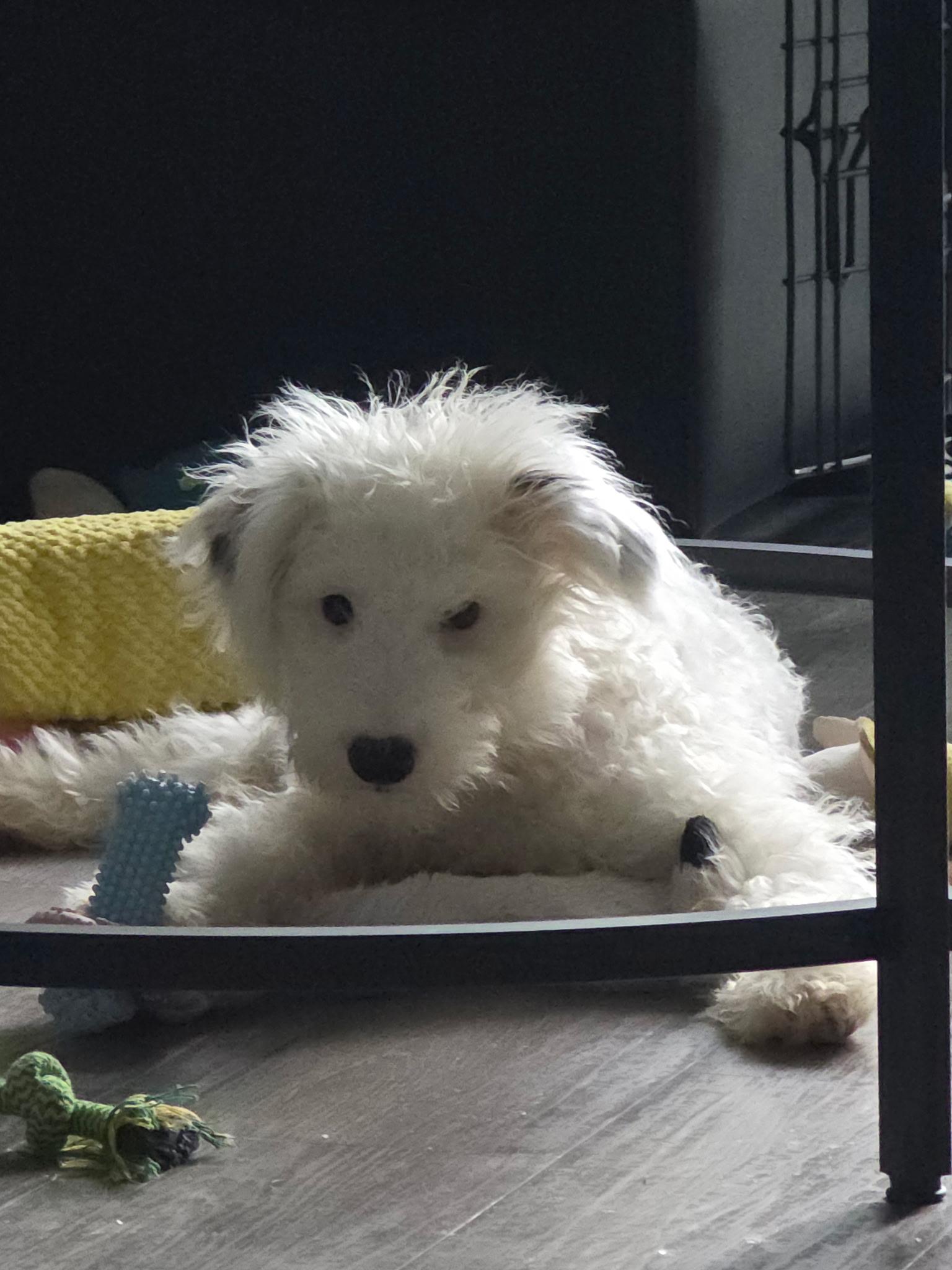 Enlarge Frosty, a Adopted mixed breed in Valrico, FL image 3/3