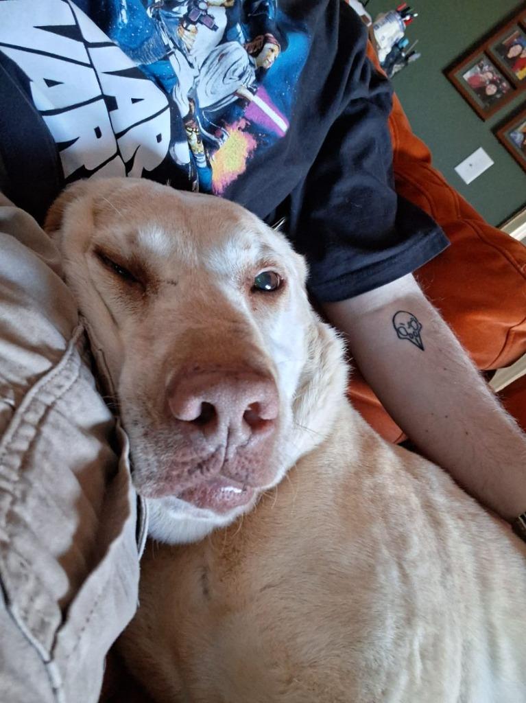 Enlarge Bo, a Adoptable mixed breed in Fayetteville, AR image 1/6