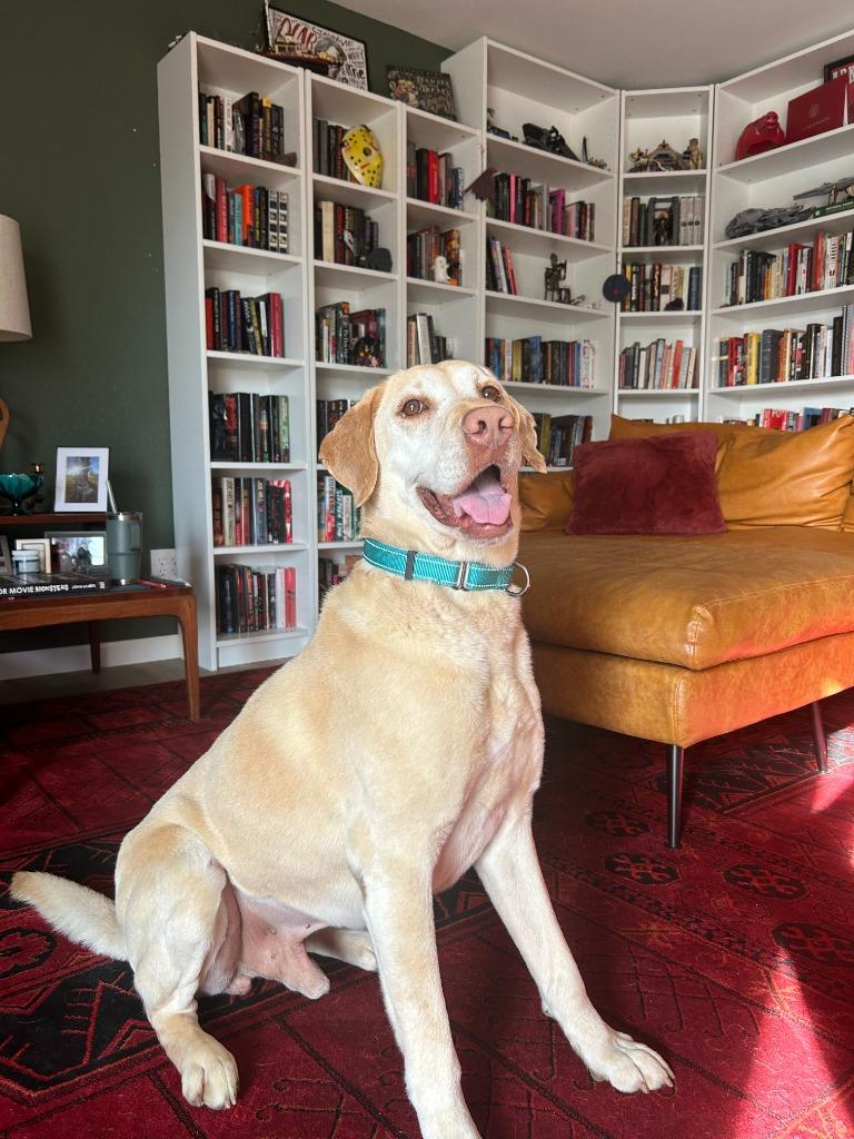 Enlarge Bo, a Adoptable mixed breed in Fayetteville, AR image 5/6