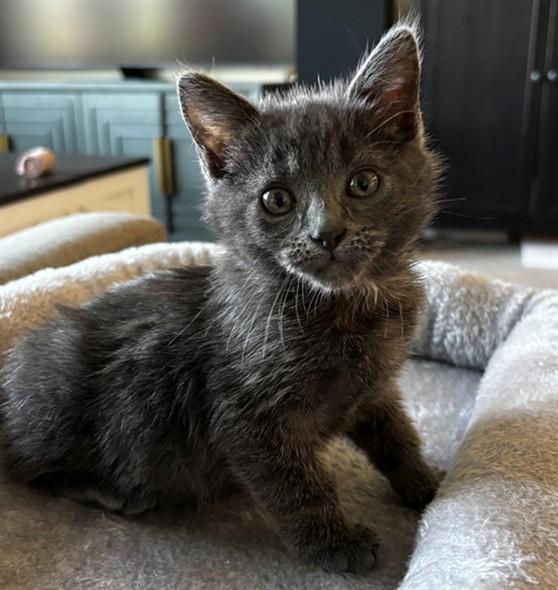 WINSTON, Adoptable, Kitten Male Domestic Short Hair.